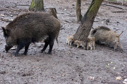 wild wild boars forest