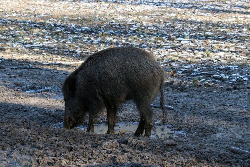 wild wild boars forest