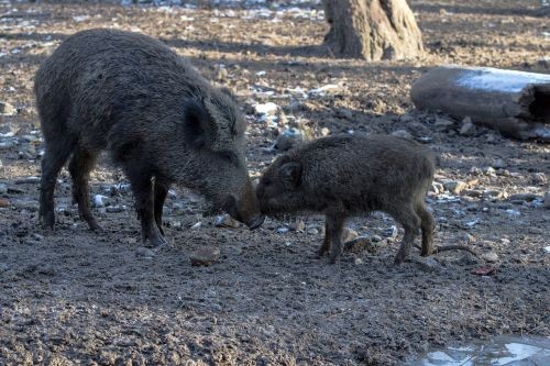 wild wild boars forest