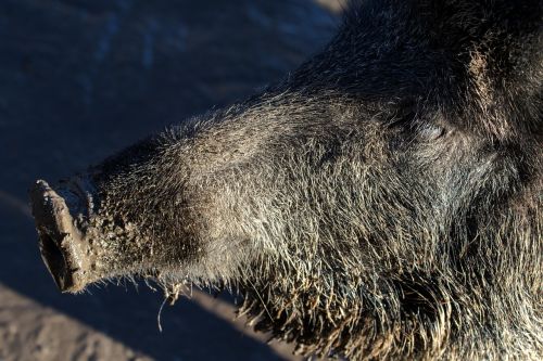 wild wild boars forest