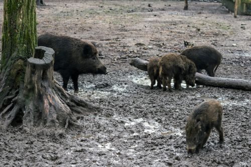 wild wild boars forest