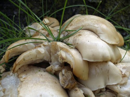 wild white mushroom