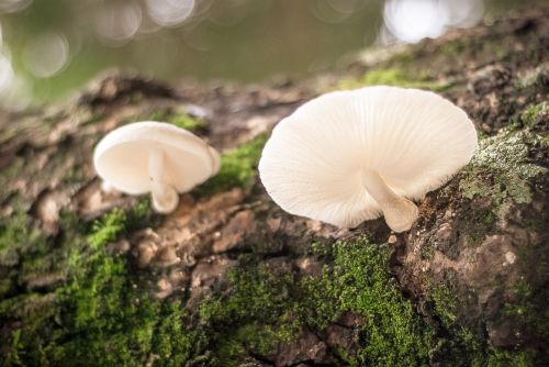 wild mushrooms moss