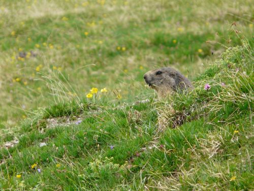 wild mountain marmot