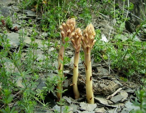 wild plant orchid