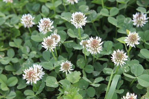 wild plants flowers