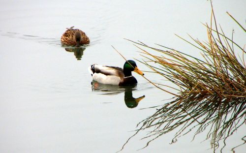 wild ducks swim