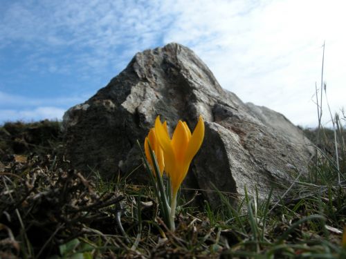 wild crocus yellow