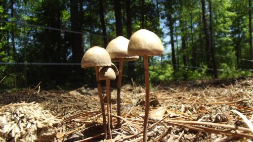 wild mushroom growing