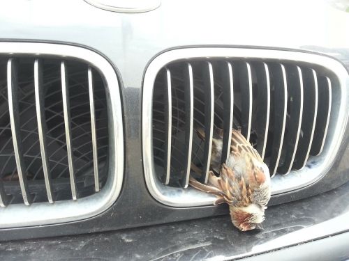 wild accident bird vehicle grill