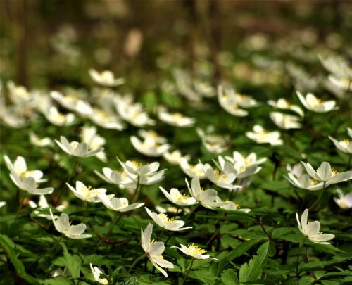 wild anemone forest anemone nemorosa