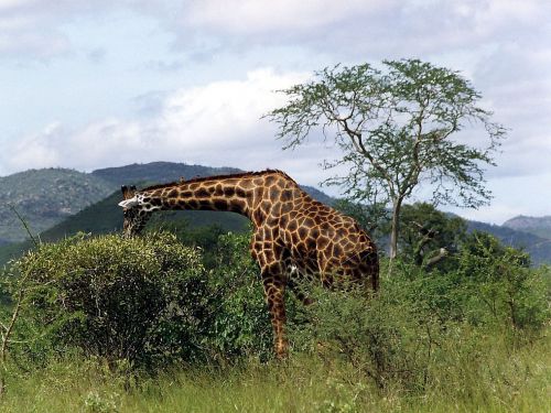 wild animal mammal giraffe