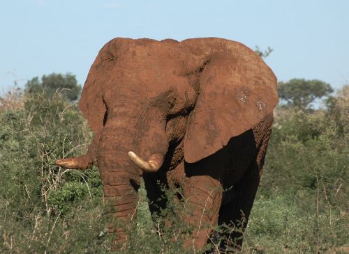 wild animal south africa elephant