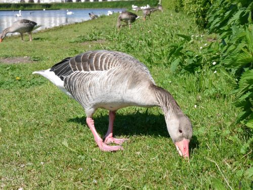 wild animals geese canada goose