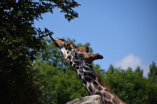 wild animals zoo giraffe