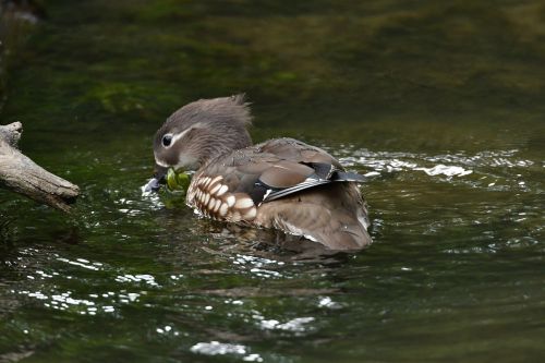 wild animals bird waters