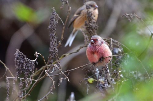 wild animals bird natural