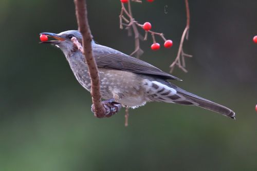 wild animals natural bird