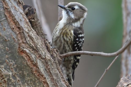 wild animals bird natural