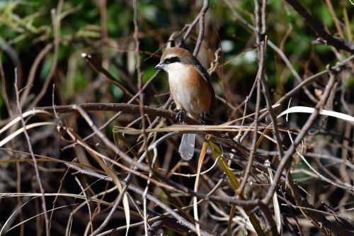 wild animals natural bird