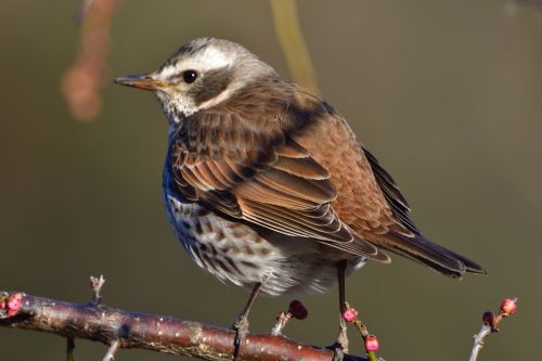 wild animals bird natural