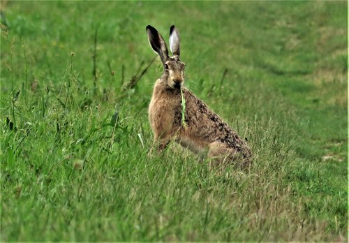 wild animals  rabbit  grass