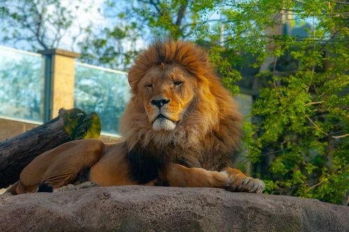 wild animals  animal  zoo