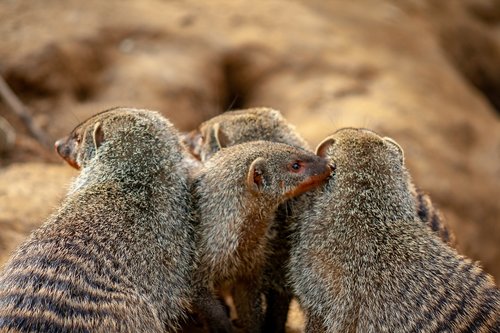 wild animals  animal  zoo