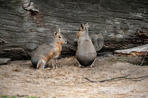 wild animals  animal  zoo