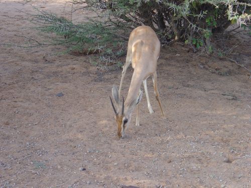 wild animals gazelle dione djibouti