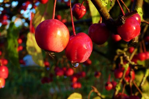 wild apples red nature