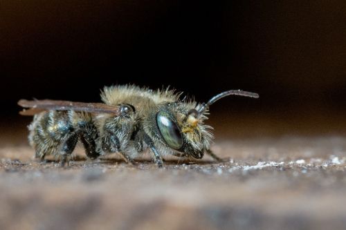 osmia mason bee wild bee