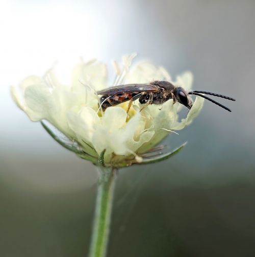 insect plant nature