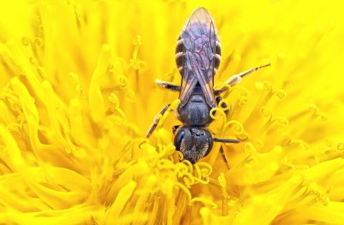 insect plant nature