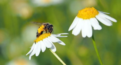 insect plant nature