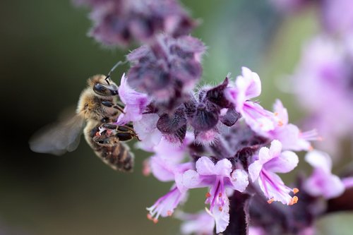 wild bee  nature  bee