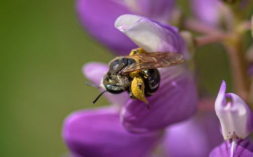 wild bee  fertilize  collect nectar