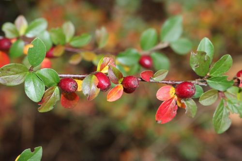 wild berries branch forest