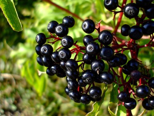 wild berries berries fruit