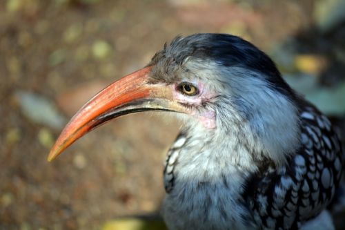 orange beak wild bird kruger park