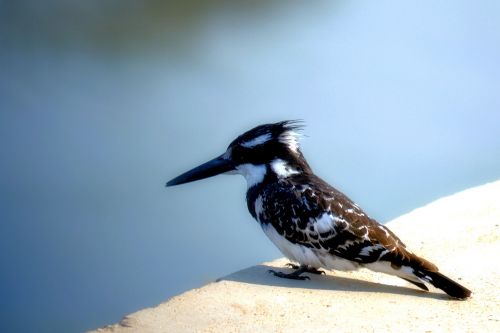 long beak king fischer black and white