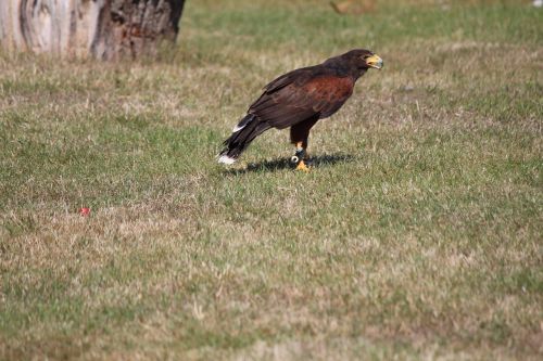 wild bird raptor harris hawk