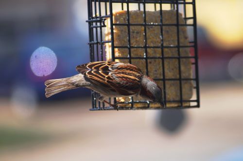 wild bird sparrow wildlife