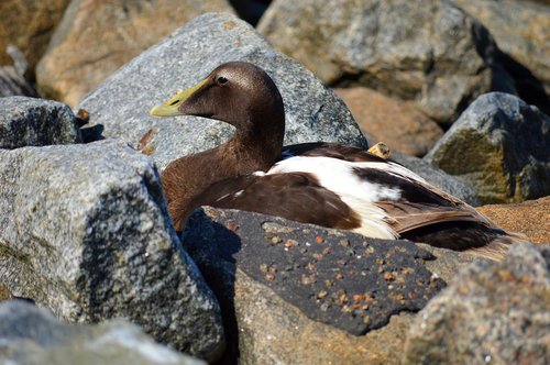 wild bird  duck  stones