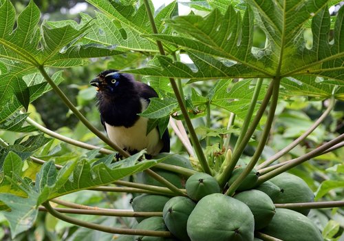 wild bird  nature  animals