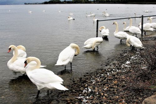 wild birds herd lake