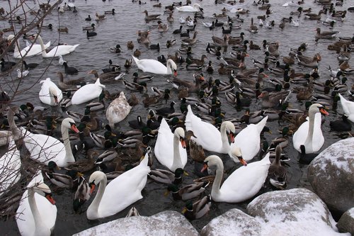 wild birds  ducks  swans
