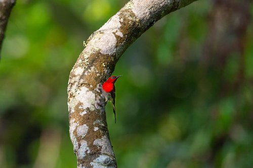 wild birds  red bird  rainforest