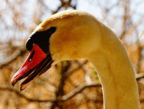 wild birds animal beak