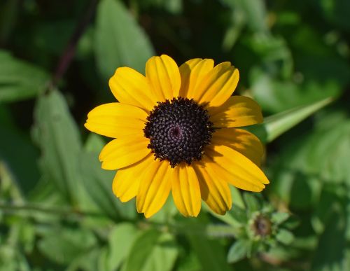 wild black-eyed susan wildflower flower
